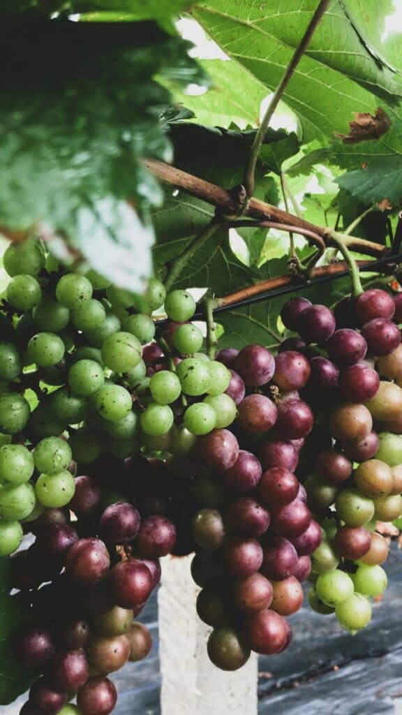 Vue d'une grappe de raisin