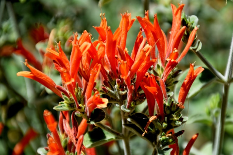 découverte-des-plantes-montpellier